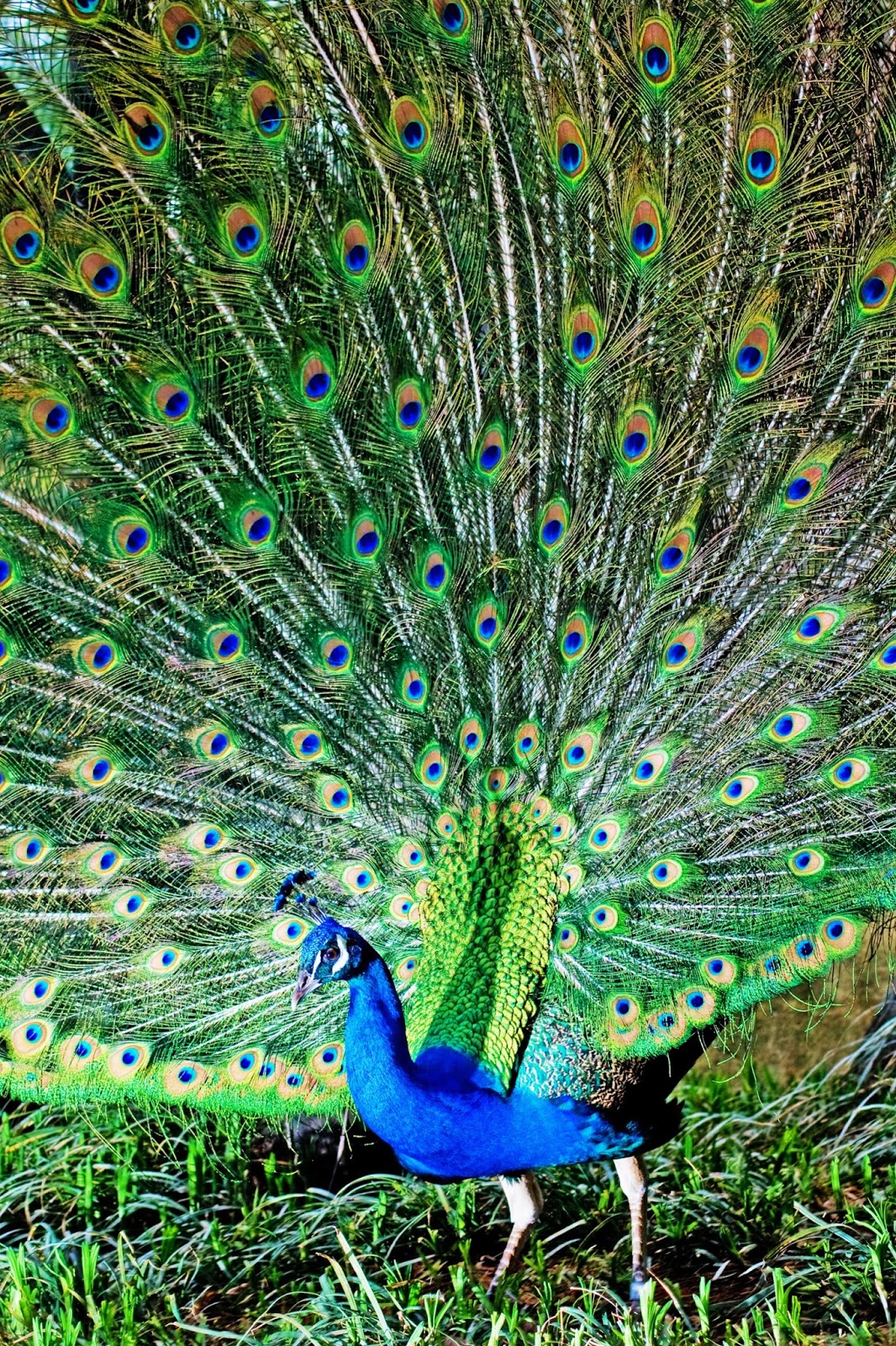 Gambar Dan Wallpaper Burung Merak Tercantik