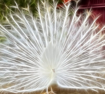 White peacock wallpaper 