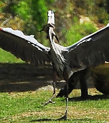 Heron Steals Baby Alligator Seen On www.coolpicturegallery.us