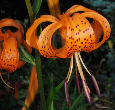 Лилия ложнотигровая / Лилия Максимовича (Lilium pseudotigrinum, =Lilium maximowiczii)