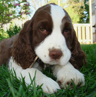 English Springer Spaniel Puppy Picture