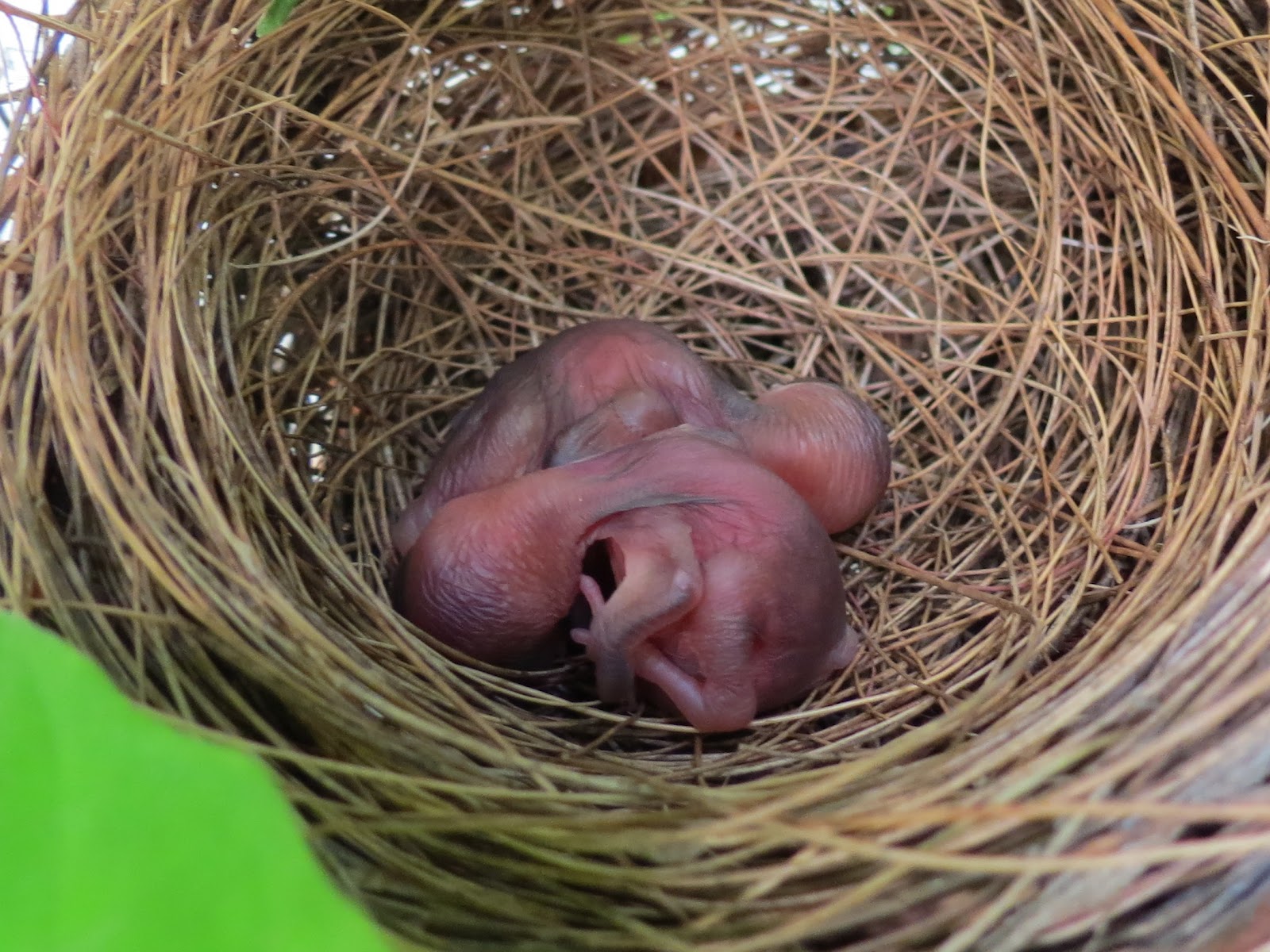 can toddler eat bird nest