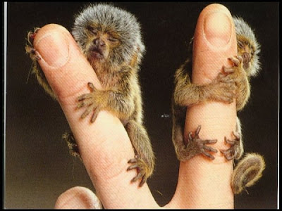 Smallest-Monkey