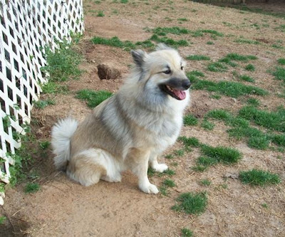 Keeshond Puppies Pictures