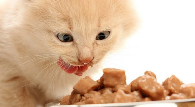 Gambar Unik Kucing Makan Layaknya Manusia