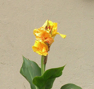 fotografia de la flor de achira