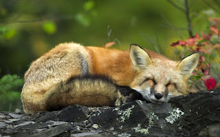 Red Foxes Wallpapers