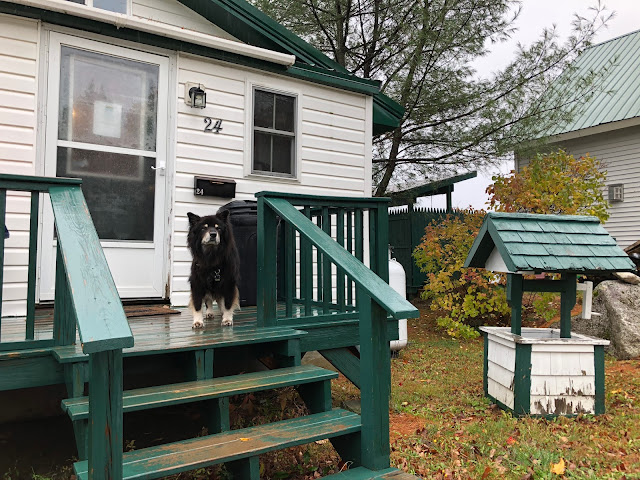 dog on porch of small, white house