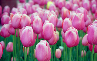 Best Tulips Wallpapers - Free Tulips Wallpapers