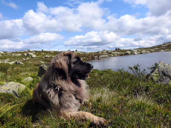 leonberger