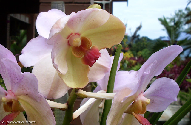 orchid pictures