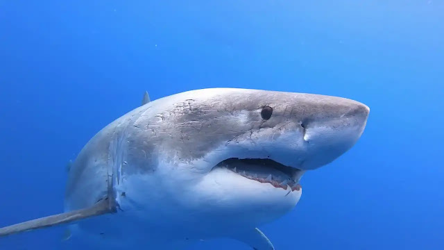 Is a shark an animal or a fish