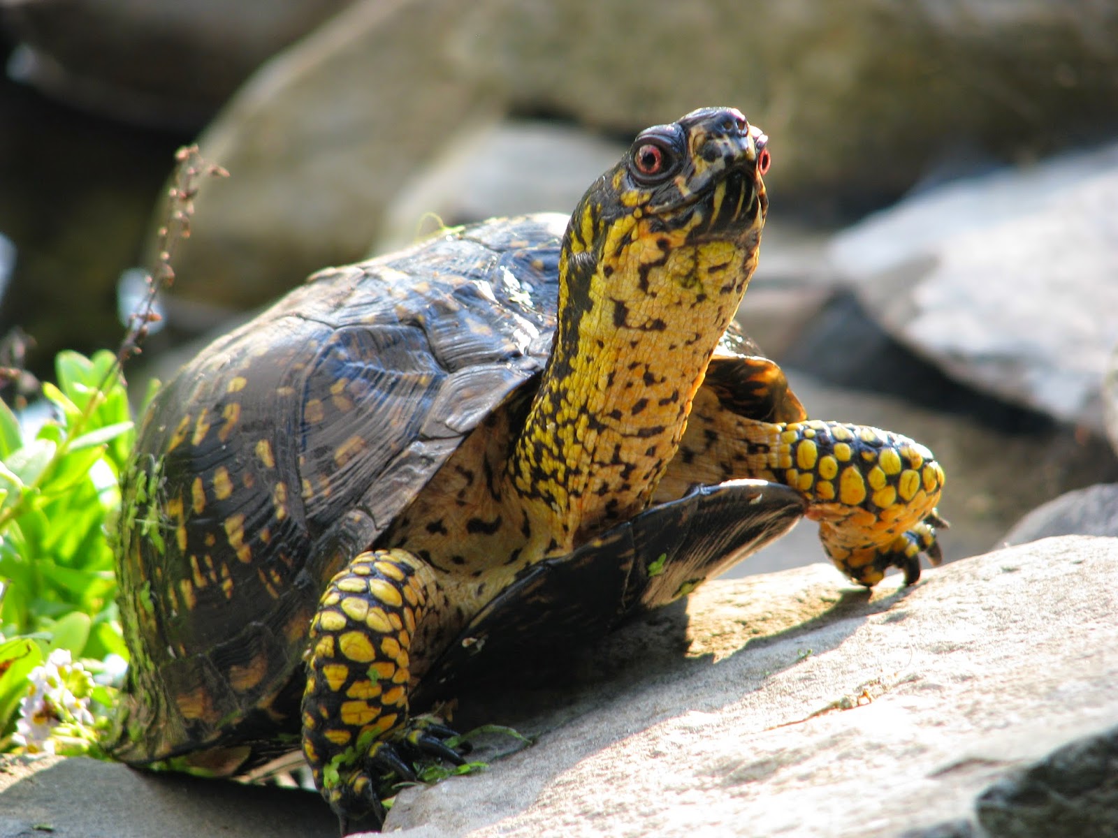 tortuga para decorar jardines feng shui