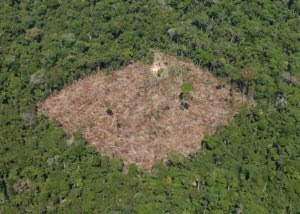 Denunciar crimes na Amazônia