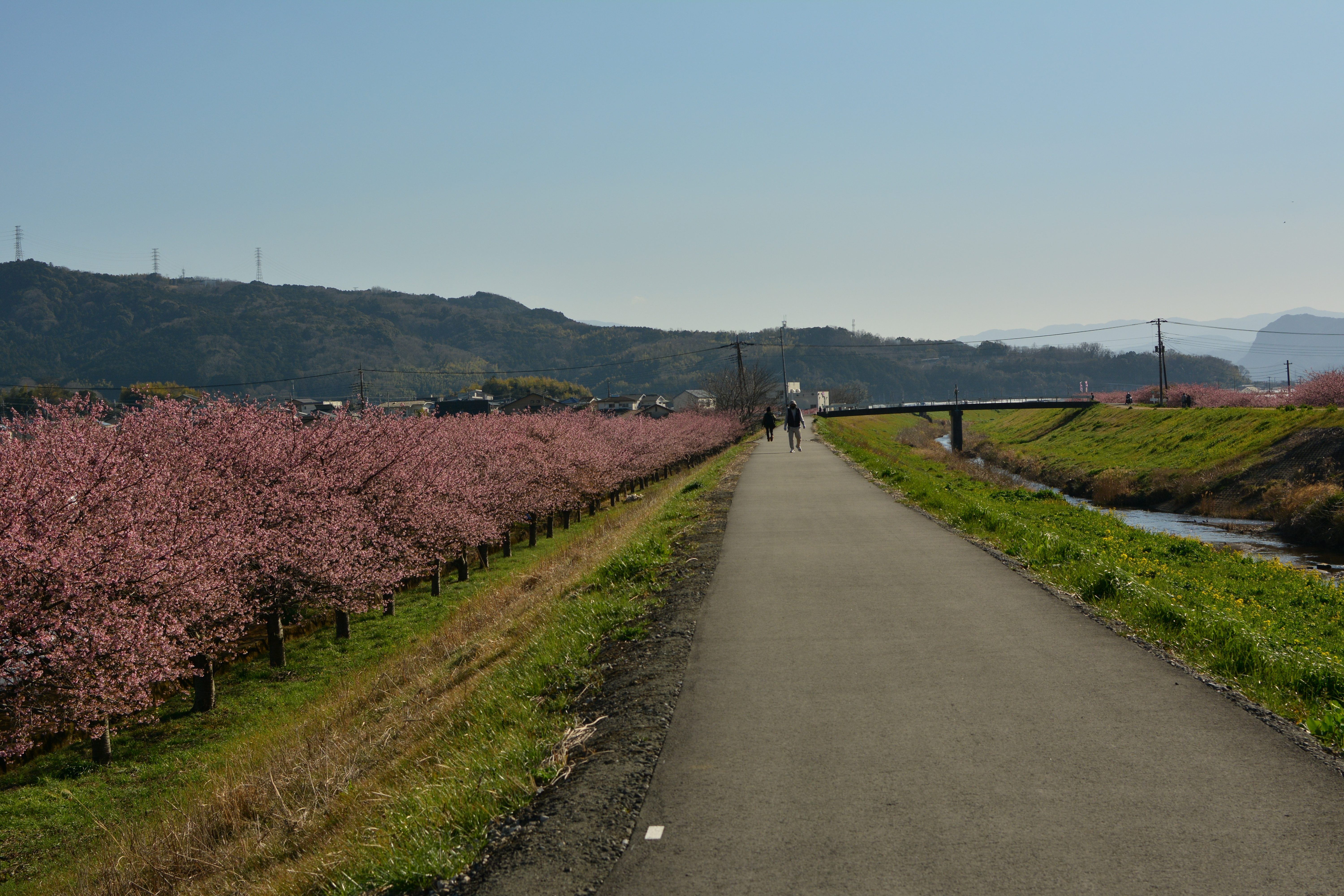 河津桜　かんなみの桜　Cherry blossom