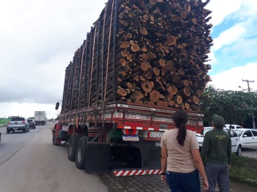 CPRH realiza operação para combater desmatamento ilegal em Unidade de Conservação no Agreste