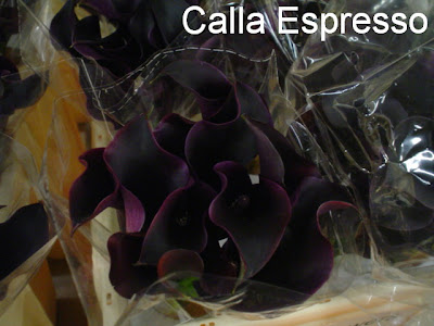 images Calla Espresso