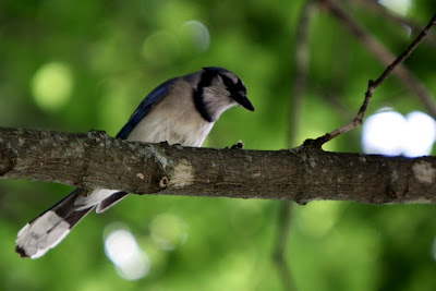 Blue Jay