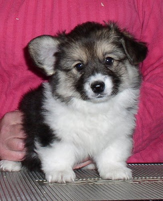 7-week old Maddi with one floppy ear and one sticking up