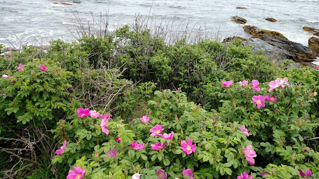 pink flowers of Newport Cliff Walk in June