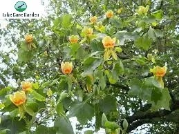 Tulip Poplar Tree Facts, Care & Planting Information