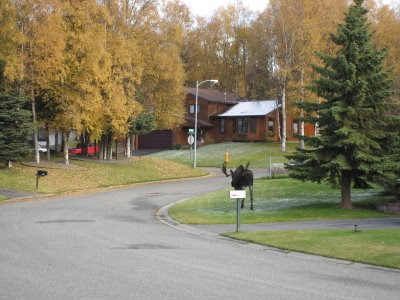 Moose in Anchorage, Alaska