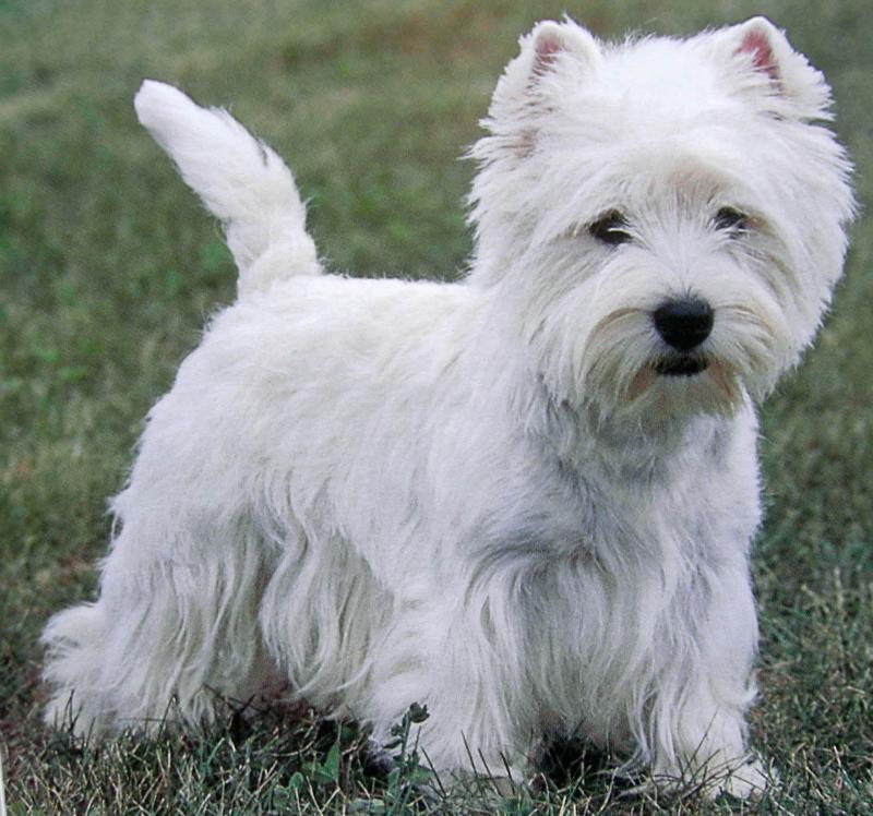 Westies or Welshies