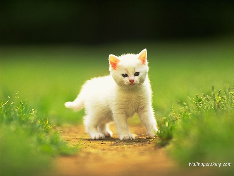 wallpaper kucing lucu. Kumpulan Wallpaper Kucing Lucu