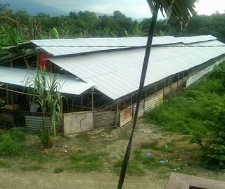 Lokasi yang baik untuk ternak puyuh