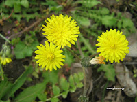 Ταράξακον το φαρμακευτικόν-Taraxacum officinalis