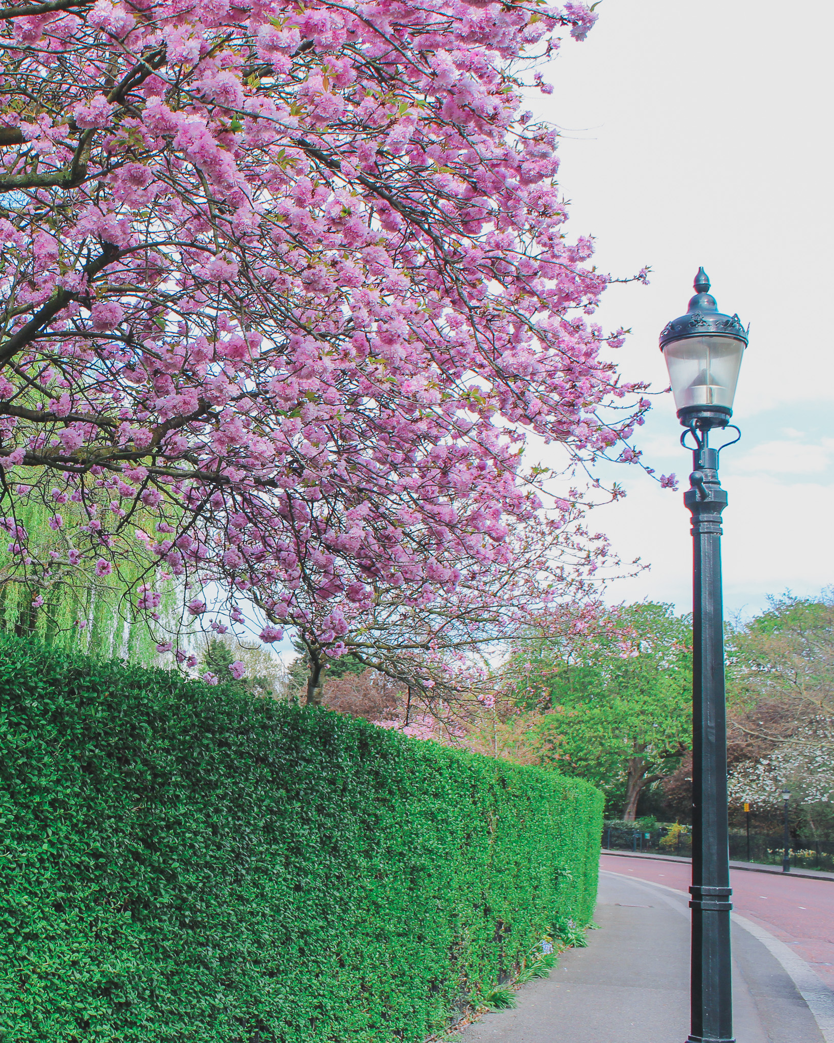 cherry blossoms in Rengent's Park