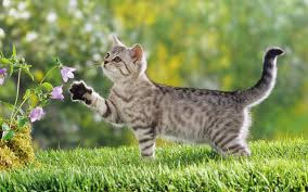 cute cat screensaver
