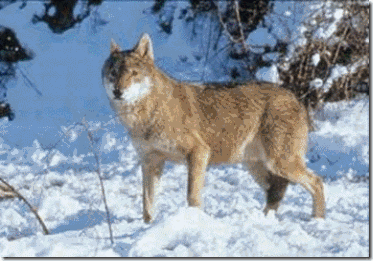 clip_image010