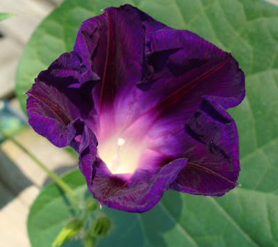 Morning Glory (Star of Yelta) flower opening