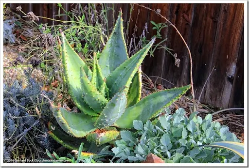 s that fourth dimension of yr when the days are curt as well as the oestrus of summertime nil but a hazy memo Aloes inwards our forepart yard getting cook to bloom
