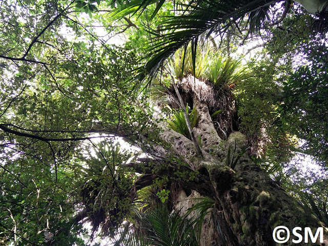 Photo arbre Wenderholm Regional Park Auckland Nouvelle-Zélande