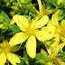 What are the benefits of St. John's Wort Oil?