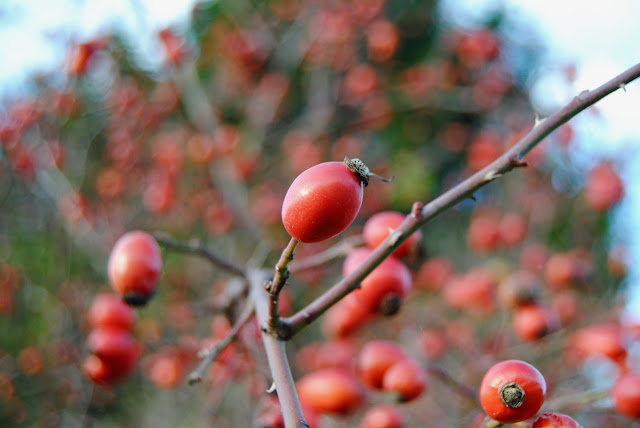 Rosehips Rosa dumalis