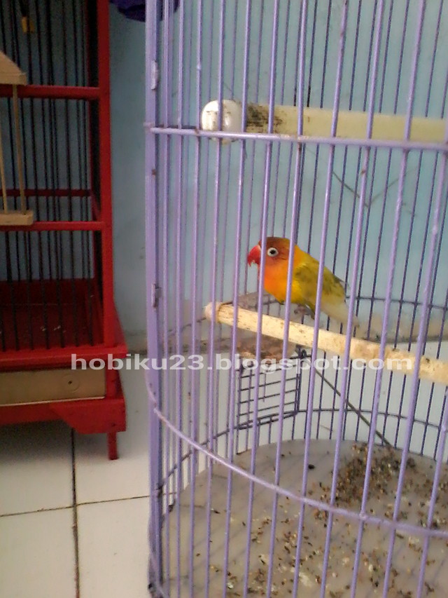 Cara Menjinakan Burung Lovebrid