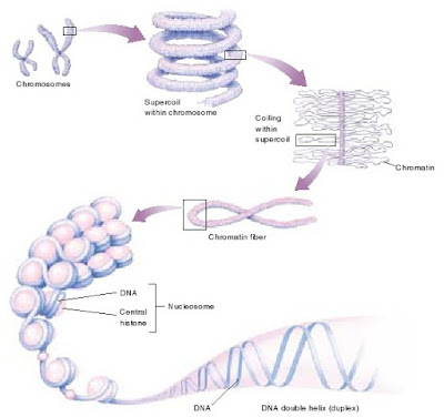 DNA double helix, kromosom, kromatin, superkoil DNA, nucleosome dan histon