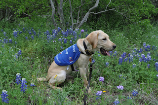 Bob sitting in some new bluebonnets, there is a tree behind him and he's looking off to his front, which is away from the camera because I had him sitting sideways.