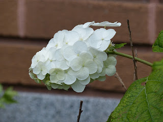 Hydrangea quercifolia 'Snow queen'