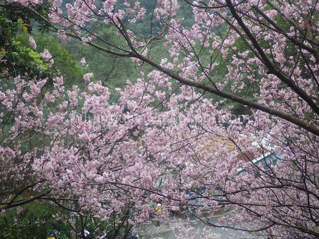 Taipei cherry blossoms