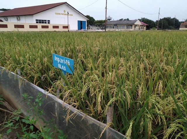 Varietas Padi Unggul Baru Tahan Blas - Inpari 48 Blas