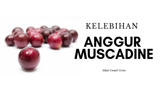 Kelebihan Anggur Muscadine