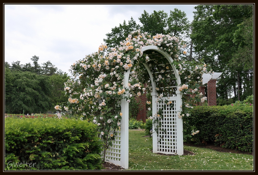 Taking Time to Smell the Roses at the Central Park Rose Garden | Life ...