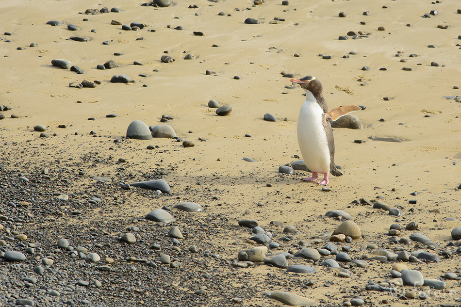 Erakpingviin, Megadyptes antipodes, Hoiho, Yellow-eyed Penguin, pingviin