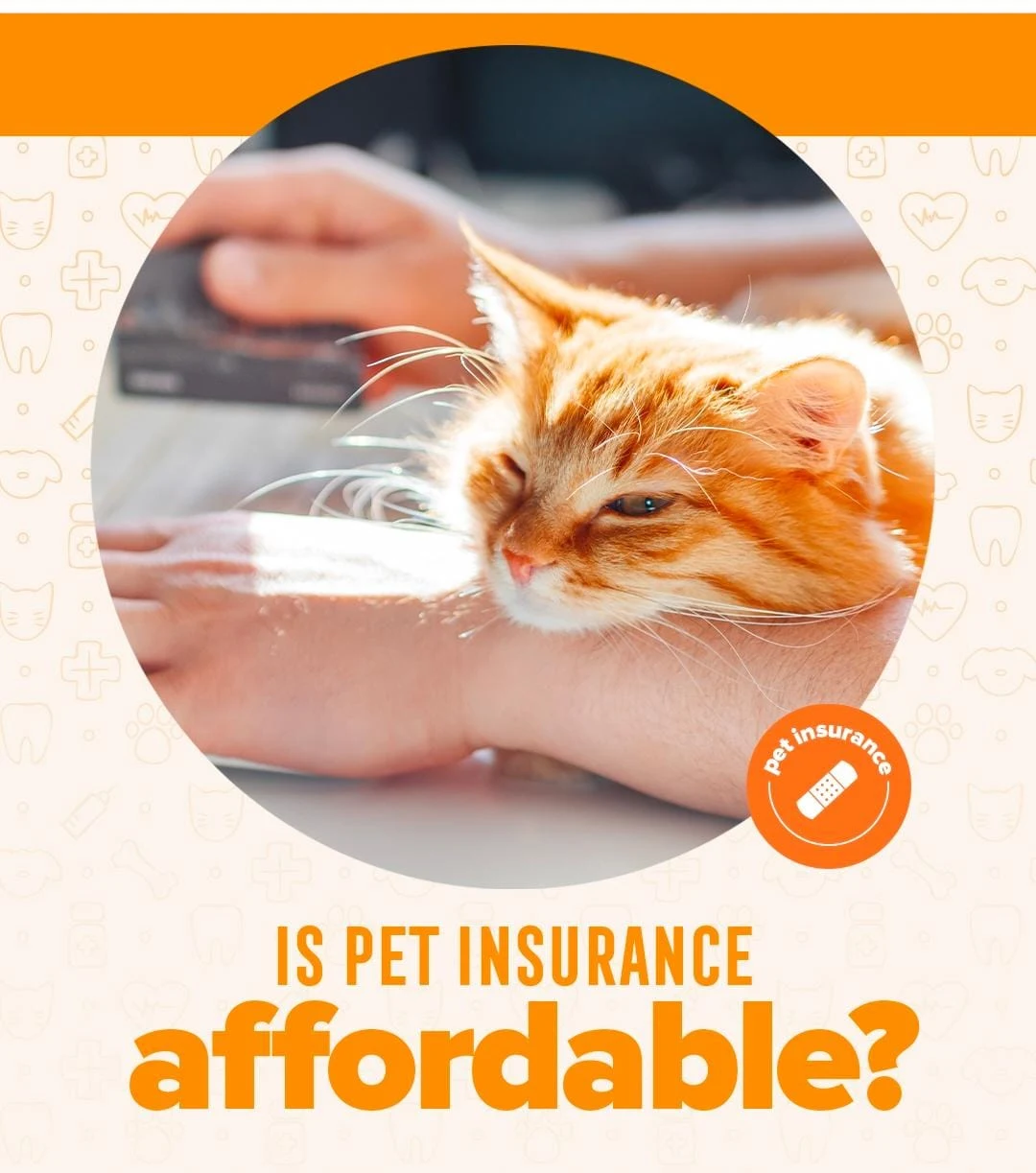 Best Cat Insurance in canada 2023