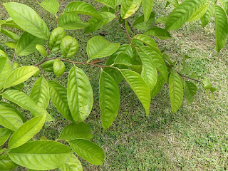 Rollinier - Corossol - Annona mucosa - Rollinia pulchrinervis