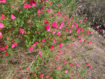 salvia microphylla